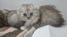 BSH/BSL Kittens! - Photo 3