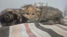 BSH/BSL Kittens! - Photo 4