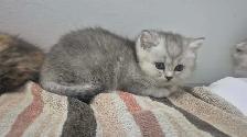 BSH/BSL Kittens! - Photo 5