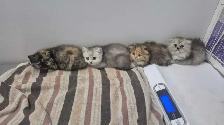BSH/BSL Kittens! - Photo 6