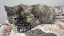 BSH/BSL Kittens! - Photo 7
