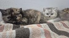 BSH/BSL Kittens! - Photo 8