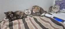 BSH/BSL Kittens! - Photo 9