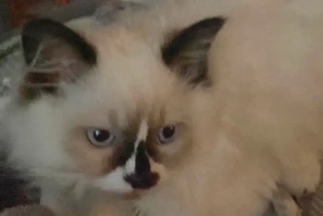 MALE RAGDOLL both parents are RAGDOLLS