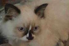 MALE RAGDOLL both parents are RAGDOLLS