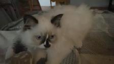 MALE RAGDOLL both parents are RAGDOLLS - Photo 2