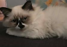 MALE RAGDOLL both parents are RAGDOLLS - Photo 3