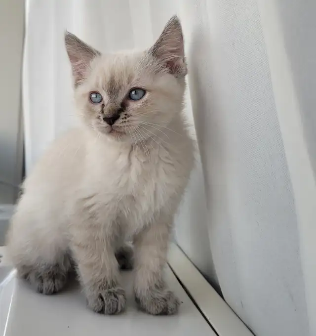 Weekend Special Ragdoll x Siamese Kittens (Only 3 Left)