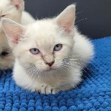 Weekend Special Ragdoll x Siamese Kittens (Only 3 Left) - Photo 8
