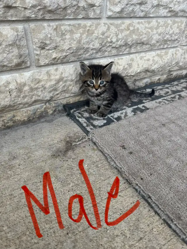 Farm/Barn Kittens for sale $10
