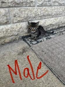 Farm/Barn Kittens for sale $10