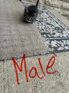 Farm/Barn Kittens for sale $10 - Photo 2