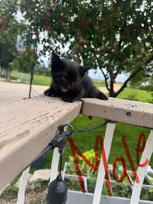 Farm/Barn Kittens for sale $10 - Photo 3