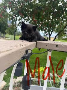 Farm/Barn Kittens for sale $10 - Photo 4