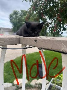 Farm/Barn Kittens for sale $10 - Photo 5