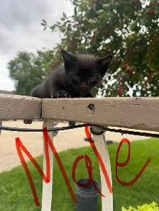 Farm/Barn Kittens for sale $10 - Photo 6