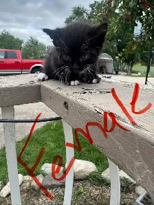 Farm/Barn Kittens for sale $10 - Photo 7