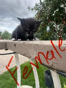Farm/Barn Kittens for sale $10 - Photo 8