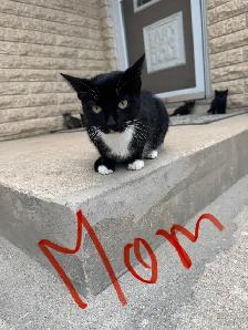 Farm/Barn Kittens for sale $10 - Photo 9