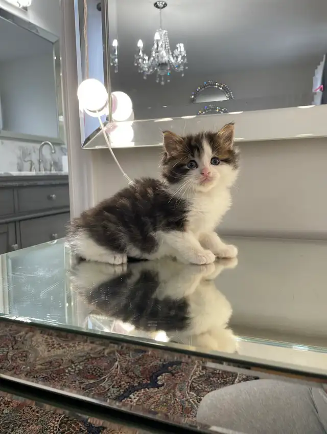 ⭐️Maine Coon Kittens⭐️ - Health Card & Samples -