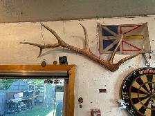 six point elk antler sheds - Photo 3