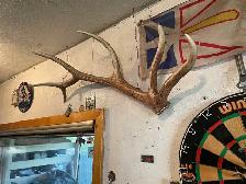 six point elk antler sheds - Photo 4