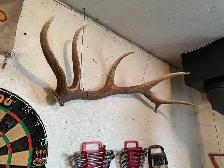 six point elk antler sheds - Photo 5