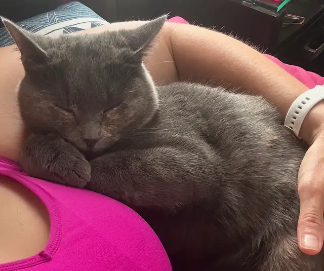 I’m a Gorgeous, Silly, Cuddly Cat and my names Fiji