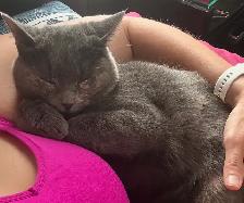 I’m a Gorgeous, Silly, Cuddly Cat and my names Fiji