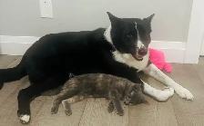 I’m a Gorgeous, Silly, Cuddly Cat and my names Fiji - Photo 2