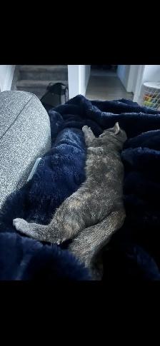 I’m a Gorgeous, Silly, Cuddly Cat and my names Fiji - Photo 3