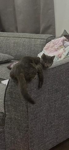 I’m a Gorgeous, Silly, Cuddly Cat and my names Fiji - Photo 4