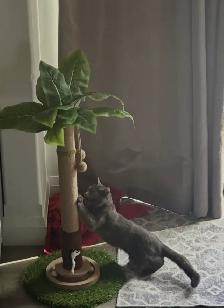I’m a Gorgeous, Silly, Cuddly Cat and my names Fiji - Photo 5