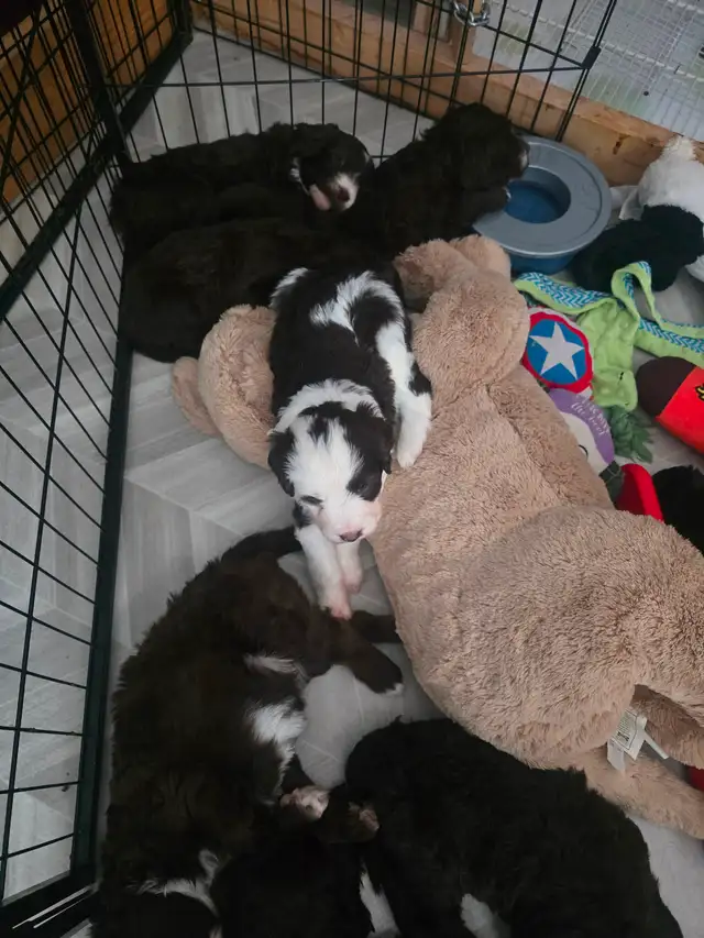 Portuguese Water Dog Puppies