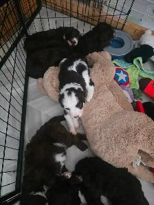 Portuguese Water Dog Puppies