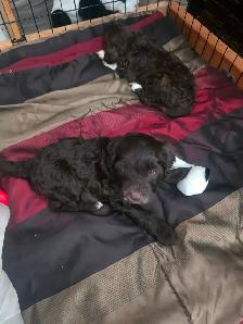 Portuguese Water Dog Puppies - Photo 2