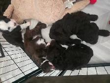 Portuguese Water Dog Puppies - Photo 3