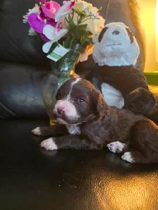 Portuguese Water Dog Puppies - Photo 4