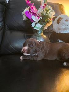 Portuguese Water Dog Puppies - Photo 5