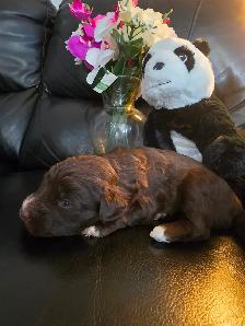 Portuguese Water Dog Puppies - Photo 6