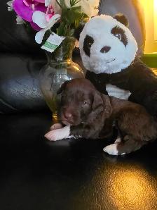 Portuguese Water Dog Puppies - Photo 7