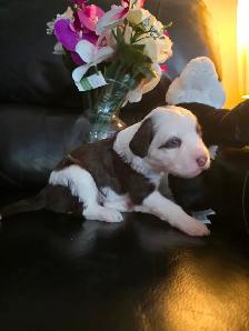 Portuguese Water Dog Puppies - Photo 8