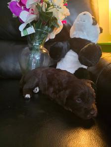 Portuguese Water Dog Puppies - Photo 9