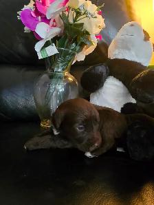 Portuguese Water Dog Puppies - Photo 10