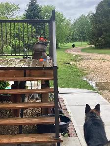 German Shepherd Pups - Photo 2