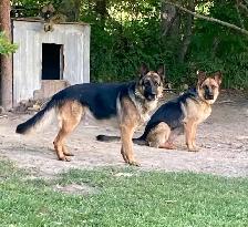 German Shepherd Pups - Photo 3