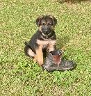 German Shepherd Pups - Photo 4