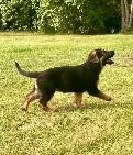 German Shepherd Pups - Photo 5