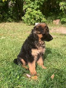 German Shepherd Pups - Photo 6