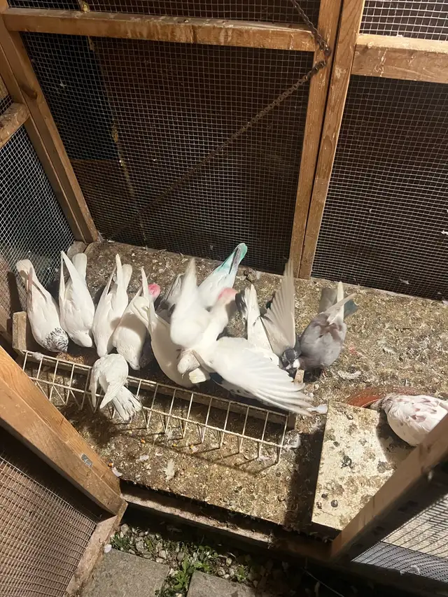 pigeons for sale